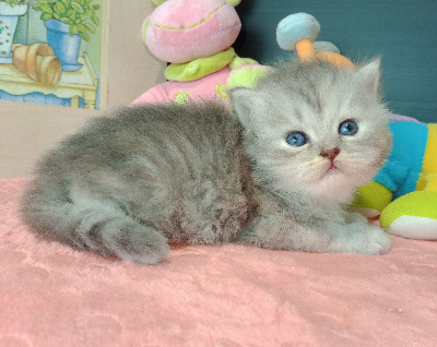 CHATON - British Shorthair et Longhair