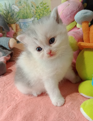 CHATON - British Shorthair et Longhair