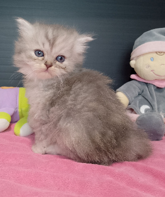 CHATON - British Shorthair et Longhair