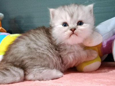 CHATON - British Shorthair et Longhair