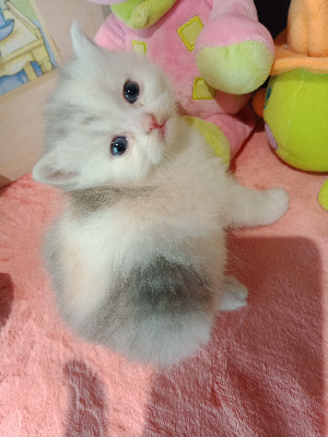 CHATON - British Shorthair et Longhair