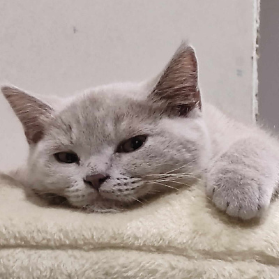 Du Triskel D'Or - Chaton disponible  - Scottish Fold