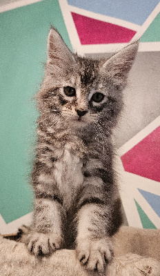 Du Pays Félin - Chaton disponible  - Maine Coon