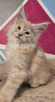 Du Pays Félin - Chaton disponible  - Maine Coon