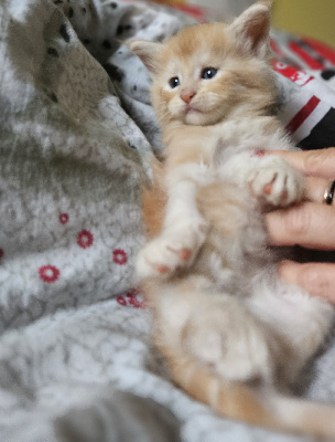 Winnie - Maine Coon