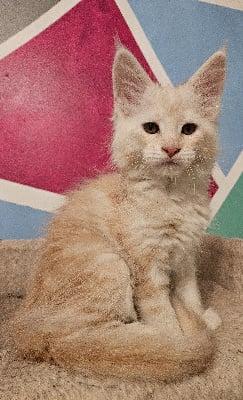 Du Pays Félin - Chaton disponible  - Maine Coon