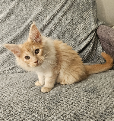 Du Pays Félin - Chaton disponible  - Maine Coon