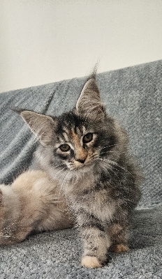 Du Pays Félin - Chaton disponible  - Maine Coon