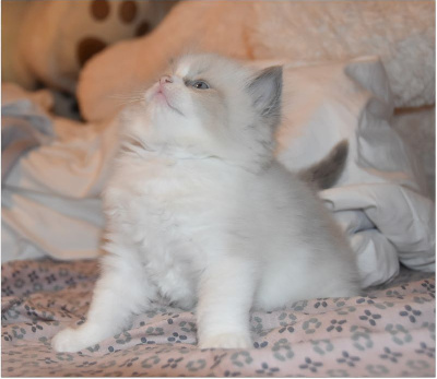 De La Belle Melody - Chaton disponible  - Ragdoll