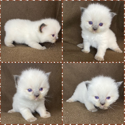 CHATON noir - Ragdoll