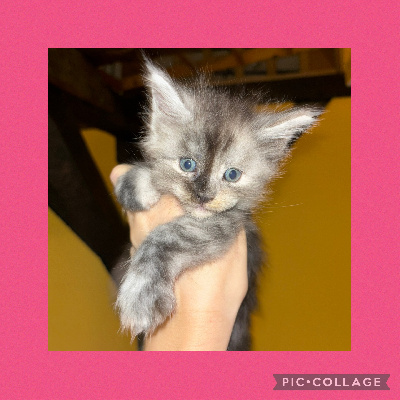 Mystery Cat's - Chaton disponible  - Maine Coon