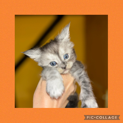 Mystery Cat's - Chaton disponible  - Maine Coon