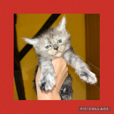 Mystery Cat's - Chaton disponible  - Maine Coon