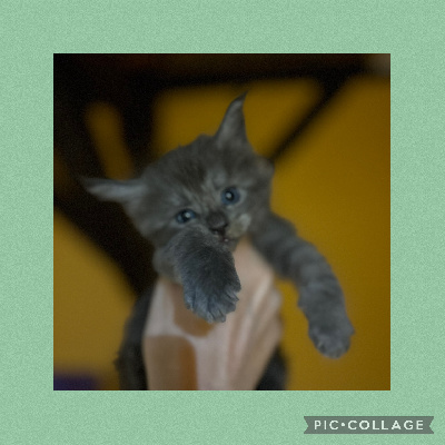 Mystery Cat's - Chaton disponible  - Maine Coon