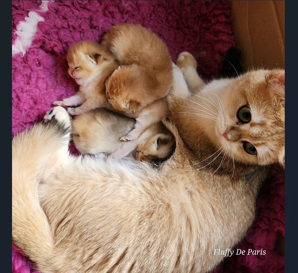 chaton British Shorthair et Longhair De Fluffy De Paris