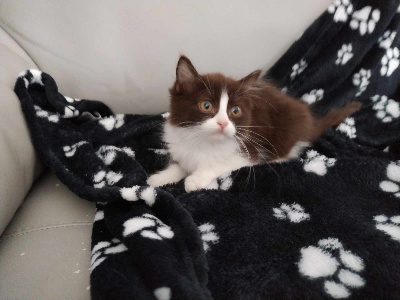 Cats Of Sib - Chaton disponible  - Munchkin poil court et poil long