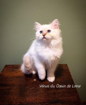 Du Coeur De Loire - Chaton disponible  - Ragdoll