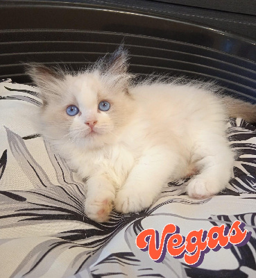 De Midori Neko - Chaton disponible  - Ragdoll