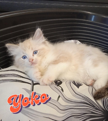 De Midori Neko - Chaton disponible  - Ragdoll