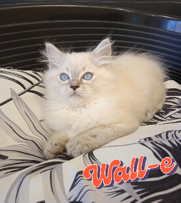 De Midori Neko - Chaton disponible  - Ragdoll