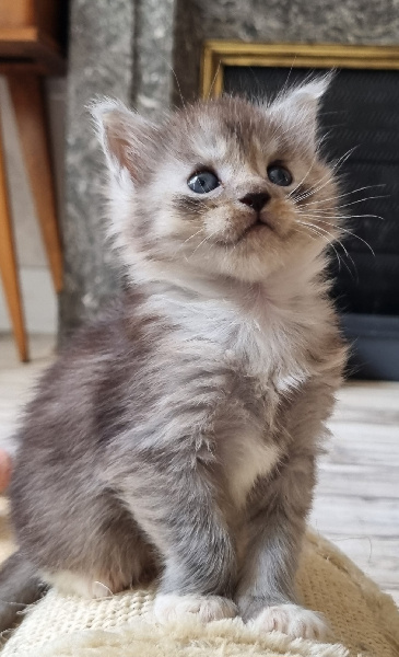 Du Château D'En Haut - Chaton disponible  - Maine Coon