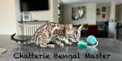 Vanille - Bengal