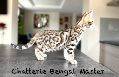 CHATON - Bengal