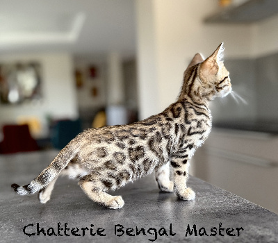 Bengal Master - Chaton disponible  - Bengal