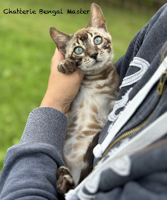 wally - Bengal