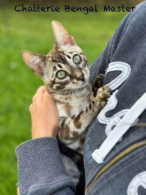 Vanille - Bengal