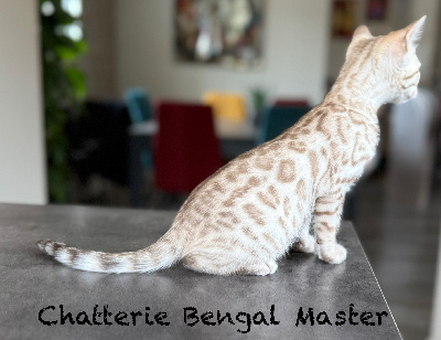 CHATON - Bengal