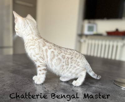 Bengal Master - Bengal - Portée née le 04/09/2024