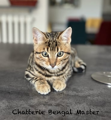 ZEPHYR - Bengal