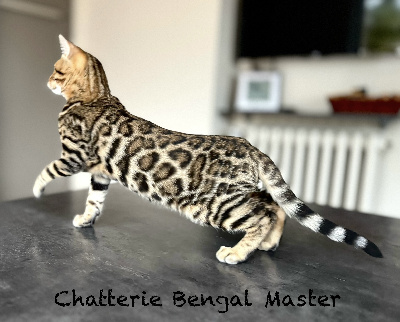 Bengal Master - Chaton disponible  - Bengal