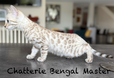 Bengal Master - Chaton disponible  - Bengal