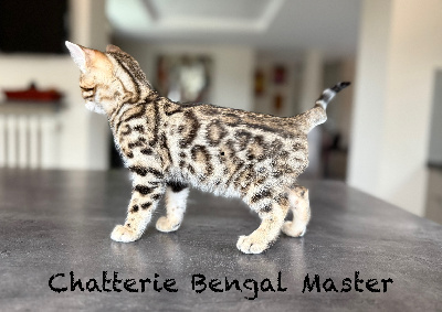 CHATON - Bengal