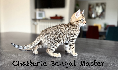 Bengal Master - Chaton disponible  - Bengal