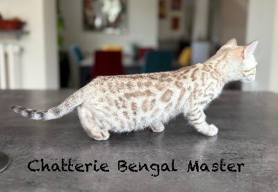 CHATON - Bengal