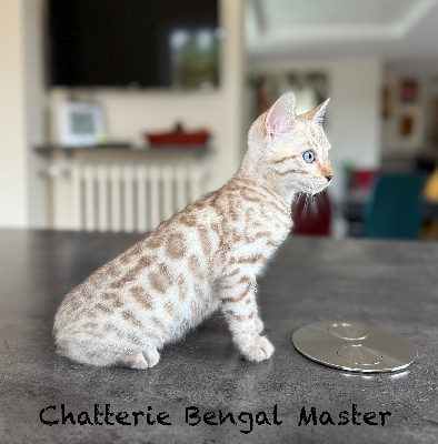 CHATON - Bengal