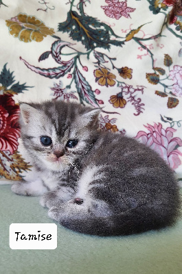 Du Bois De Tulgey - Chaton disponible  - British Shorthair et Longhair