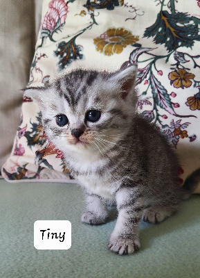 Du Bois De Tulgey - Chaton disponible  - British Shorthair et Longhair