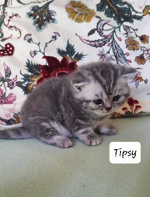 Du Bois De Tulgey - Chaton disponible  - British Shorthair et Longhair