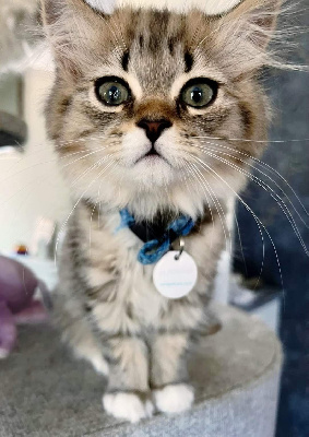 Adopte Un Brit' - Chaton disponible  - British Shorthair et Longhair