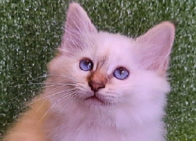 de golden lady - Chaton disponible  - Sacré de Birmanie