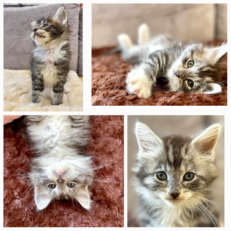 Des Tresorsdesreines - Chaton disponible  - Maine Coon