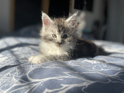 Des Tresorsdesreines - Chaton disponible  - Maine Coon