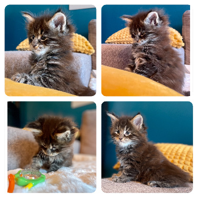 Des Tresorsdesreines - Chaton disponible  - Maine Coon