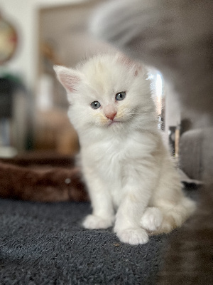 Des Tresorsdesreines - Chaton disponible  - Maine Coon