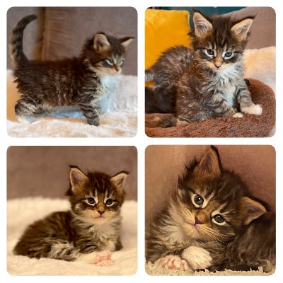 Des Tresorsdesreines - Chaton disponible  - Maine Coon