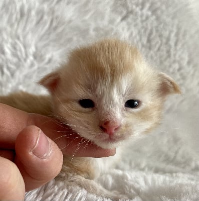 Des Tresorsdesreines - Chaton disponible  - Maine Coon